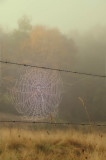10/11/08 - Web