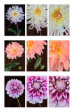 8/21/08 - Trip-Triptych
