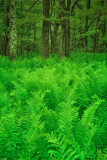 6/21/08 - Ferns