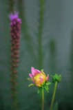 7/3/08 - Dahlia Bud