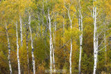 Eastern Sierra Fall Colors - Oct. 6-8, 2006