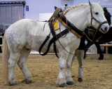 percheron_8b3f.jpg