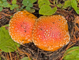 zP1060291 Mushroom at SanSuzEd near West Glacier.jpg