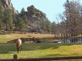 z IMG_0376 Elk in Estes Park.jpg