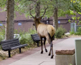 zCRW_1860 Sulking elk crosses riverwalk - heads into town.jpg