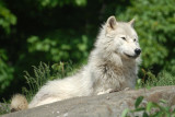 Artic Wolf 5