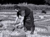 Hard worker- Buçaco-Portugal