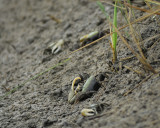 fiddler crab BRD1946.jpg