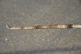 prairie kingsnake BRD3315.jpg