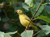 IMG_7874 Yellow Warbler.jpg