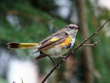 IMG_8105 American Redstart .jpg