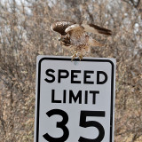 FWB 0232 Red-tailed Hawk.jpg