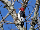 IMG_4342a Red-headed Woodpecker.jpg