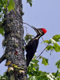 IMG_5051 Pileated Woodpecker - female.jpg