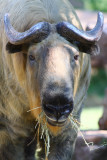 This animal is called a Takin