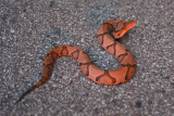 copperhead.