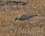 Whimbrel (Numenius p. phaeopus)