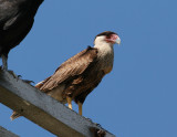 Northern Caracara (Caracara cheriway)