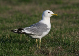 Common Gull (Larus c. canus) - fiskms