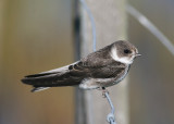 Sand Martin (Riparia riparia) - backsvala