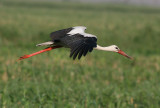 White Stork (Ciconia ciconia)