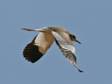 White-tailed Plover (Vanellus leucurus)