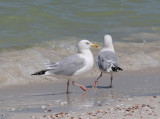 American Herring Gull (Larus smithsonianus)