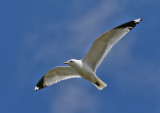 Common Gull (Larus c. canus) - fiskms