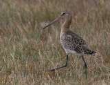 Black-tailed Godwit (Limosa limosa)