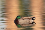 Mallard