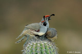 Gambles Quail