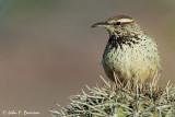 Cactus Wren