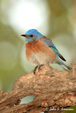 Western Blue Bird