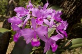 Flower-Orchid-1.jpg