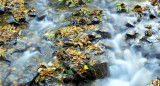 Autumn, Groudle Glen