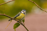 Blue Tit - Blmejse - Parus caeruleus