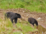 Black Bear - Ursus americanus