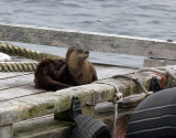 Northern River Otter - Lontra canadensis