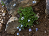 DSC_0026-Anemone.jpg