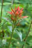 Paintbrush mountainside sp.  Castilleja