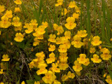 Large Monkey Flower   Mimulus guttatus