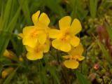 Large Monkey Flower   Mimulus guttatus
