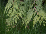 Western Redcedar  Thuja plic.