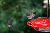 male ruby throated humming bird