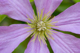 clematis-macro-with-reflector-bowl.jpg