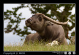 Longleat 12_02_13.jpg
