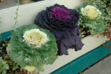 Ornamental Cabbages