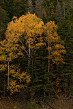 Cabot Trail Color