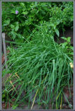 Herb Garden 9.jpg