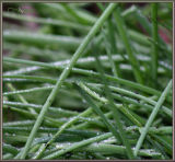 Herb Garden 11.jpg